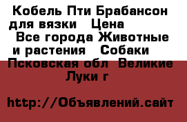 Кобель Пти Брабансон для вязки › Цена ­ 30 000 - Все города Животные и растения » Собаки   . Псковская обл.,Великие Луки г.